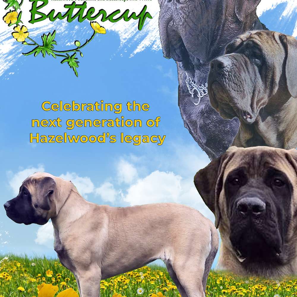 Hazelwood's Sunshine and Buttercups