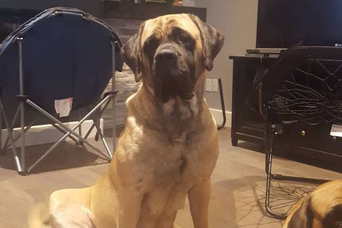 Einstein Spartacus Fitzgerald